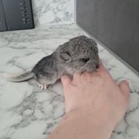 Chinchilla