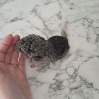 Chinchilla femelle #5