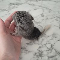 Chinchilla femelle #6