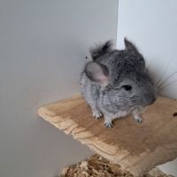 Chinchilla femelle #1