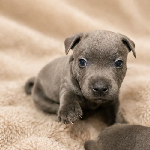 Chiots staffordshire bull terrier bleu lof