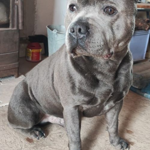 Staffordshire bull terrier bleu lof staffie/staffy #1