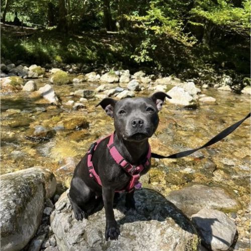 Staffordshire bull terrier bleu lof staffie/staffy #2