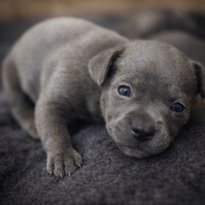 Staffordshire bull terrier bleu lof staffie/staffy #0