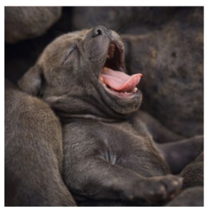 Staffordshire bull terrier bleu lof staffie/staffy #4