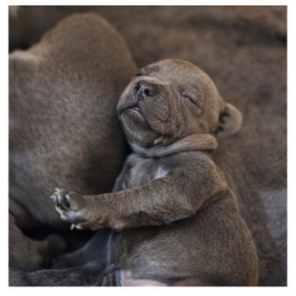 Staffordshire bull terrier bleu lof staffie/staffy #6