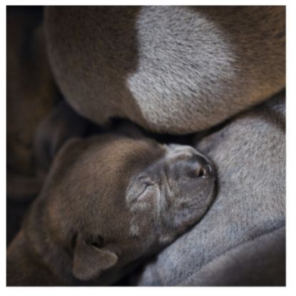 Staffordshire bull terrier bleu lof staffie/staffy #7