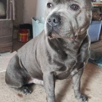 Staffordshire bull terrier bleu lof staffie/staffy #1