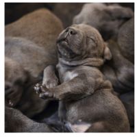 Staffordshire bull terrier bleu lof staffie/staffy #5