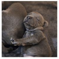 Staffordshire bull terrier bleu lof staffie/staffy #6