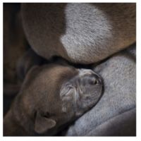 Staffordshire bull terrier bleu lof staffie/staffy #7