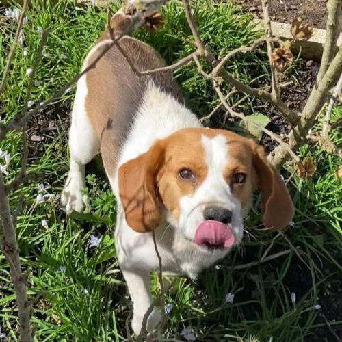 Ubac à l'adoption #1