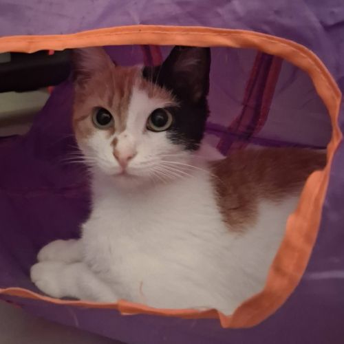 Mimi à l'adoption #4