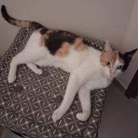 Mimi à l'adoption #1