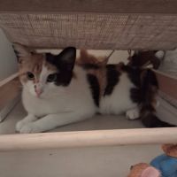 Mimi à l'adoption #3