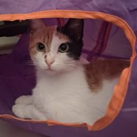 Mimi à l'adoption #4