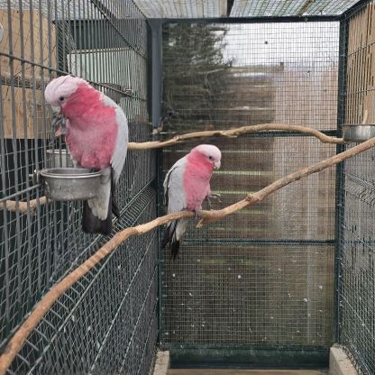 Couple cacatoès rosalbin