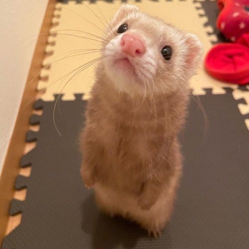 Je cherche une furette à acheter moi sur vitrolles