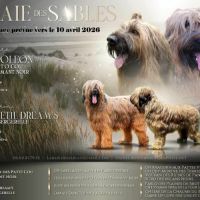 Chiots bergers de brie fauves
