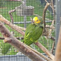 Amazone a face jaune #1