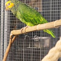 Amazone a face jaune #0