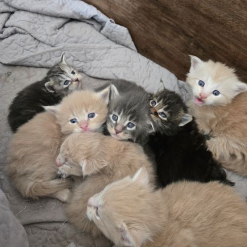 5 maine coon loof entier(e)s xl #1