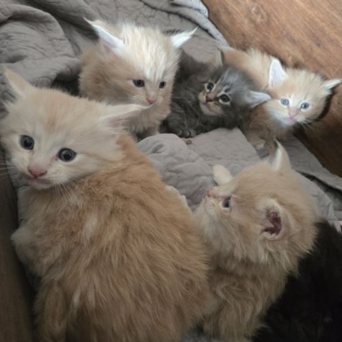 5 maine coon loof entier(e)s xl #3