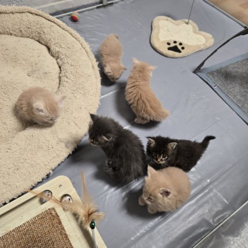 5 maine coon loof entier(e)s xl #6