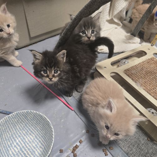 5 maine coon loof entier(e)s xl #10