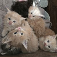 5 maine coon loof entier(e)s xl