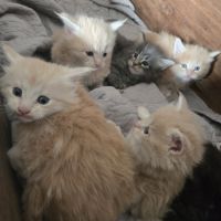 5 maine coon loof entier(e)s xl #3