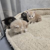 5 maine coon loof entier(e)s xl #4