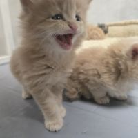 5 maine coon loof entier(e)s xl #5