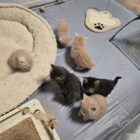 5 maine coon loof entier(e)s xl #6