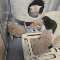 5 maine coon loof entier(e)s xl #7