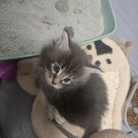 5 maine coon loof entier(e)s xl #8