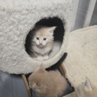 5 maine coon loof entier(e)s xl #9