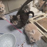 5 maine coon loof entier(e)s xl #10