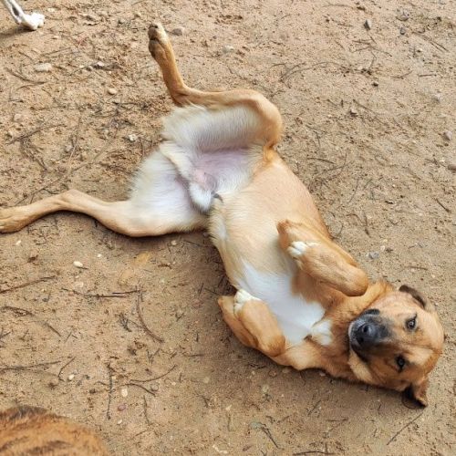 Caracol, jeune beau et affectueux 💙 #8