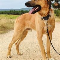 Caracol, jeune beau et affectueux 💙 #4