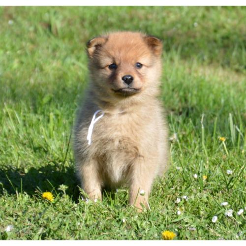 Chiots spitz finlandais lof #0