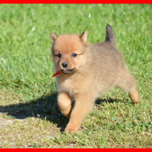 Chiots spitz finlandais lof #2
