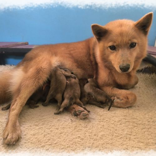 Chiots spitz finlandais lof #0