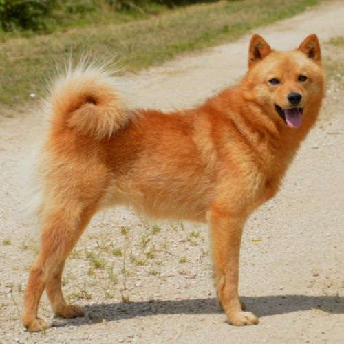 Chiots spitz finlandais lof #4