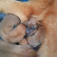 Chiots spitz finlandais lof #1