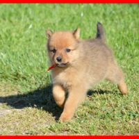 Chiots spitz finlandais lof #2