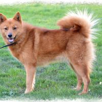 Chiots spitz finlandais lof #2