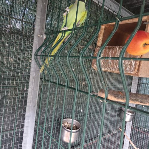 Perruche a collier mâle #3