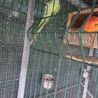 Perruche a collier mâle #2