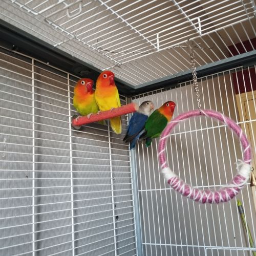 Couples d'inséparables #3